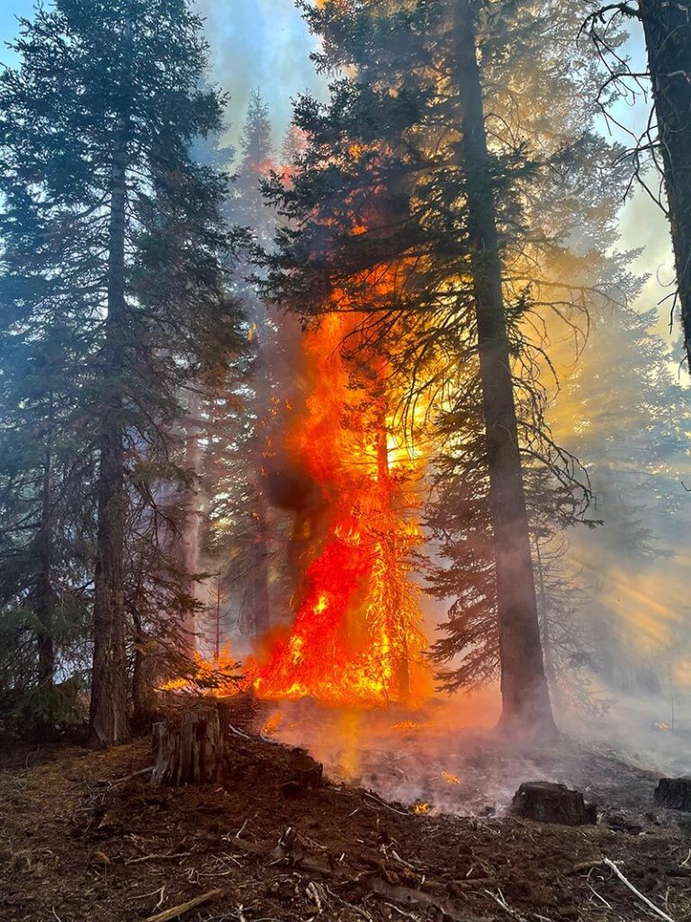 Advanced Wildfire Management Solutions Forest Fire Tree is Burning ESB Idaho LLC